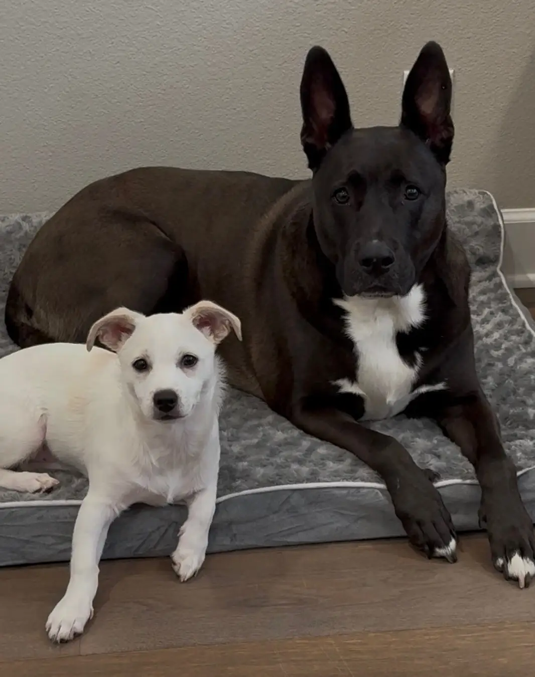 Dr self dogs - Toby and Stormy