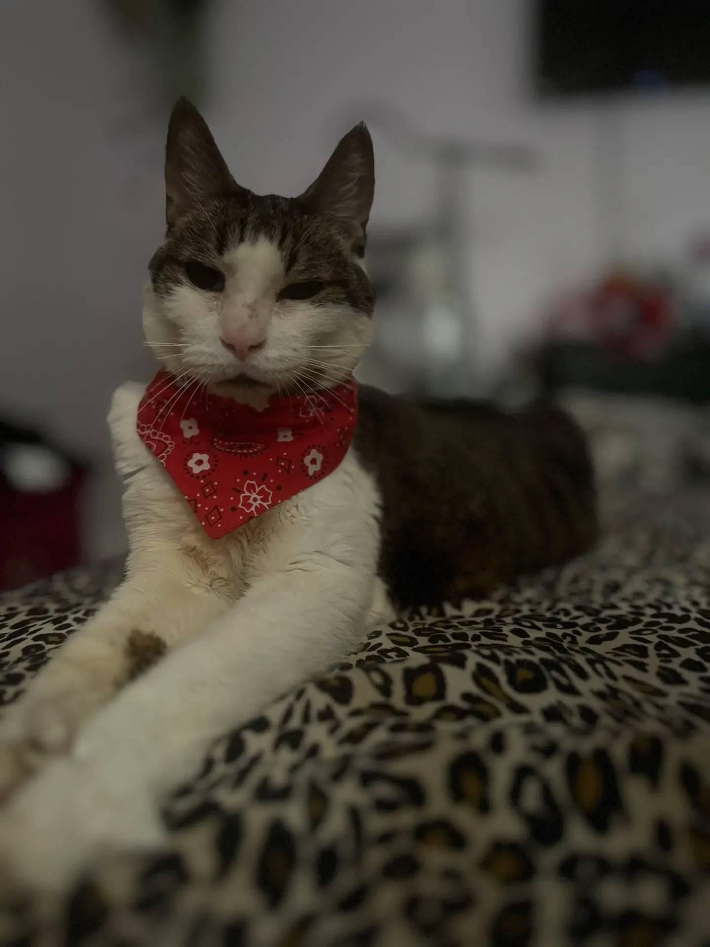 Jordan's cat Lucky