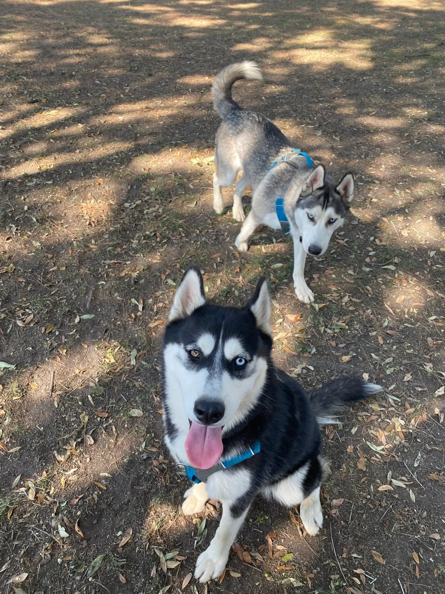 Malak and Soren- Laura's dogs
